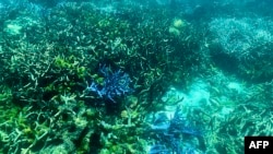 Gambar yang diambil pada 7 Maret 2022 ini menunjukkan kondisi karang saat ini di Great Barrier Reef, di lepas pantai negara bagian Queensland, Australia. (Glenn NICHOLLS / AFP)