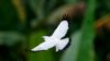 Seekor burung Jalak Bali terbang di atas pepohonan di Tabanan, Bali, 17 April 2022. (Foto: Tatan Syuflana/AP)