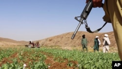 FILE - Taliban members destroy a poppy field in Washir district of Helmand province, Afghanistan, May 29, 2022.