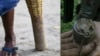 Landmine (Reuters/Karen News)