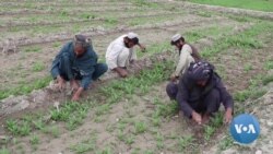 Taliban Ban Opium Poppy Cultivation, Trade in Afghanistan