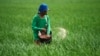 Seorang petani menyemprotkan pupuk ke sawah di sawah di Subang, Jawa Barat, 20 Januari 2011.(Foto: REUTERS/Beawiharta)