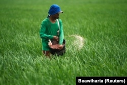 FILE - Seorang petani melemparkan pupuk ke sawah di sawah di Subang, Jawa Barat, 20 Januari 2011.(Foto: REUTERS/Beawiharta)