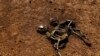 Somali Cabinet to Include Drought Disaster Post