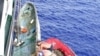 Tsunami Debris Could Hit Mid-Pacific Island Soon