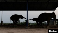 FILE - Chained elephants reach to touch their trunks under a roof at Ban Ta Klang village in Surin, Thailand, April 7, 2022.