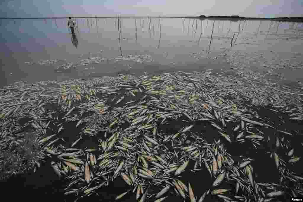 Fabiano Jose de Souza, manager of Lagoa do Peixe National Park, observes dead fish at Lagoa do Peixe (Fish Lagoon) which was affected by drought in Tavares, Rio Grande do Sul state, Brazil.