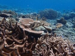 These healthy corals in the Pacific island nation of Palau can tolerate warmer water temperatures. Scientists are trying to find out how corals like these are able to adapt to the changing conditions. (Courtesy Stephen Palumbi)