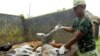 Rabies Tewaskan 59.000 Orang Setiap Tahunnya