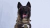 Trump Sambut Anjing Militer Penyerang al-Baghdadi
