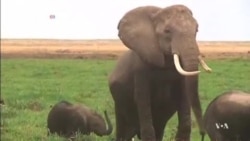 DNA Samples Help Fight Illegal Ivory Trade