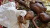 WHO Peringatkan Lonjakan Malaria di Afrika