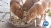 In Wartime, Ukrainian Woman Is Dog's Best Friend 