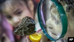 Anak-anak sedang memperhatikan kupu-kupu Blue Morpho di Museum Sejarah Alam di New York, 3 Oktober 2018. 