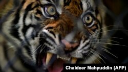 Harimau Sumatera betina yang siap dilepasliarkan di ekosistem hutan Leuser di Provinsi Aceh, 19 Juni 2020. (Foto: ilustrasi/Chaideer Mahyuddin/AFP)