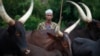 FILE - A man from the Peul tribe stands in front of cattle at a village outside Bambari.