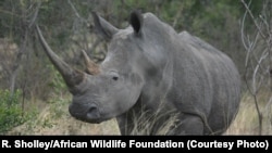 Rhinos are an endangered species due to poaching and illegal trafficking of its horns