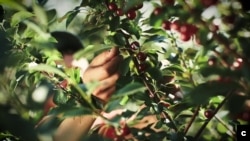 Albania agriculture