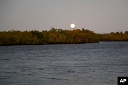 Bulan bersinar di atas pohon bakau di Vanga, Kenya pada Selasa, 14 Juni 2022. Beberapa hutan bakau di seluruh Afrika telah hancur karena pembangunan pesisir, penebangan atau budidaya ikan, membuat masyarakat pesisir lebih rentan terhadap banjir dan naiknya permukaan laut. (Foto AP/Brian Inganga)