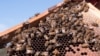FILE - Bees are seen on a honeycomb at an apiary in the New South Wales town of Somersby, Australia, April 20, 2021.