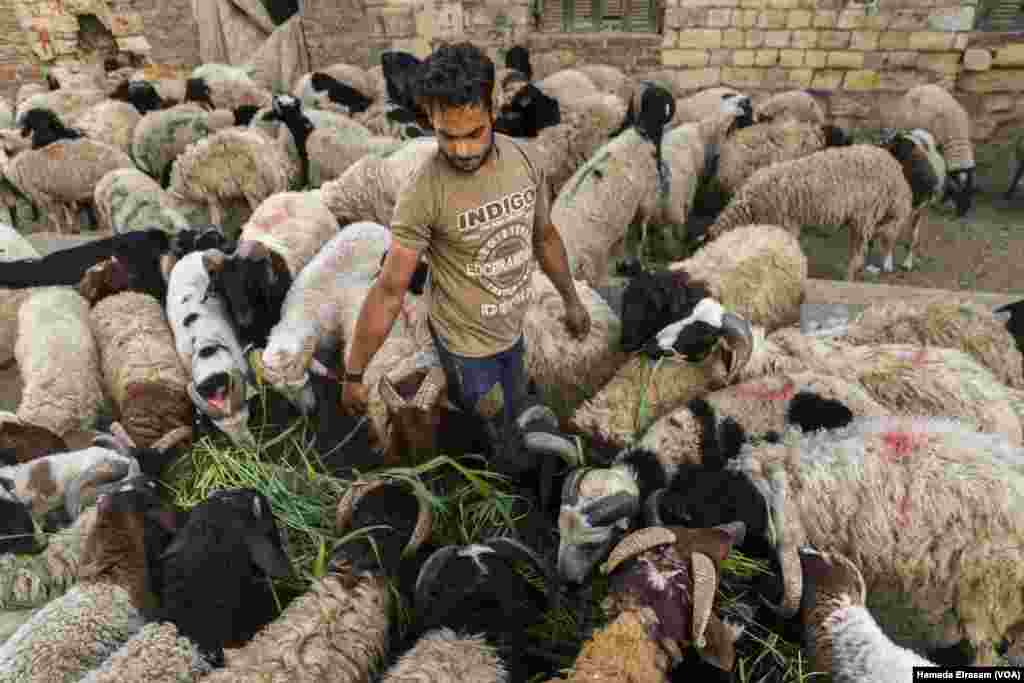 A livestock market ahead of Eid al-Adha. 'The turnout is low this year,' says Wassim, a sheepherder. 'By now, I’m usually back home.' Cairo, July 7, 2022. (Hamada Elrasam/VOA)