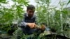 Who Will Win in Thailand’s Cannabis Industry?