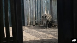 FILE - A young rhino, whose mother was killed by poachers, stands in its enclosure at a rhino orphanage in South Africa, Feb. 15, 2016.