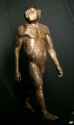FILE - This Aug. 14, 2007, file photo shows a three-dimensional model of the early human ancestor, Australopithecus afarensis, known as Lucy, on display at the Houston Museum of Natural Science.