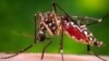 Mosquito-repellent Soap Invention Seeks to Fight Malaria in Africa