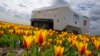 Robot AI Pantau Kesehatan Perkebunan Tulip di Belanda