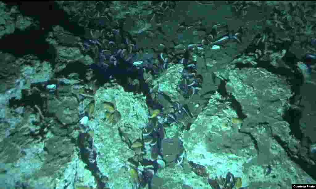 Mussels nestled within exposed carbonate mound in an active methane seep. Costa Rica Margin, 1,000 meter water depth. (V. Orphan)