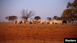 Hewan ternak yang tersisa milik peternak May McKeown di ladangnya yang dilanda kekeringan parah di pinggiran kota Walgett, barat laut New South Wales, Australia, tengah memakan jerami, 20 Juli 2018.