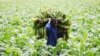 Zimbabwe Farmers: Government Farm Aid Might Worsen Hunger