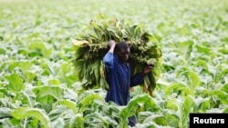 FILE - A farm worker harvests tobacco leaves at a farm ahead of the tobacco selling season in Harare, Zimbabwe. Farmers say they have been forced to sell seeds and fertilizers supplied by the government for the 2015-2016 planting season to avert a current hunger crisis.