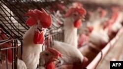멕시코 할리스코주의 한 양계장(자료사진) 