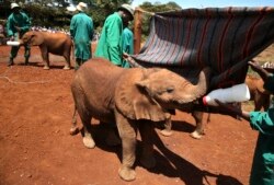 Seorang petugas memberi makan seorang bayi gajah di David Sheldrick Elephant Orphanage, Taman Nasional Nairobi, Kenya, 12 Oktober 2014.