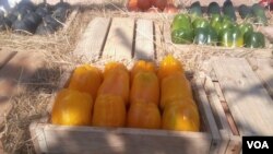 Izilinywa ezibukiswa eHarare Agricultural Show
