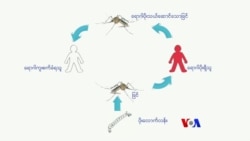 ကြိုတင်ကာကွယ် သွေးလွန်တုပ်ကွေးအန္တရာယ်