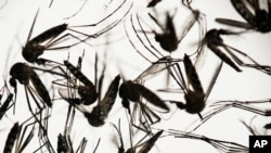 Mosquitos Aedes aegypti, Instituto FioCruz, Recife, Brasil. 