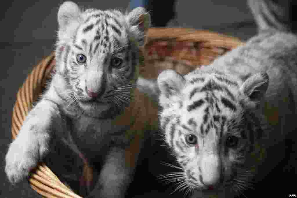 2018年10月12日在中国昆明的野生动物园中两只新生的白色孟加拉虎幼崽(bengal tiger cubs)。