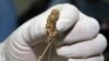A police officer shows buds of marijuana before a news conference Bangkok, Thailand, Sept. 25, 2018. 
