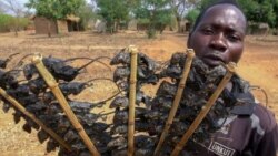 Madzimai kuChipinge South Voponesa Mhuri neKutengesa Mbeva