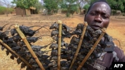 Mbeva imwe chete inonzi iri kutengeswa nemadhora gumi kana madhora makumi maviri emari yemunyika, kana kuti mbeva gumi neshanu dzichitengwa nedhora rimwe rekuAmerica.