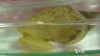 Snails May Hold Clue to Treating PTSD