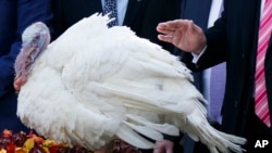Ćurka zvana Batak koju je "pomilovao" Donald Tramp