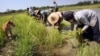 This photo taken on April 4, 2008 shows Myanmar farmers planting rice in irrigated fields in Taikkyi, about 90 kilometres north of Yangon. In the recent rice crisis, big importers like Philippines and Sri Lanka, which don't grow enough rice to meet their