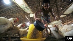 ရန်ကုန်မြို့ပြင်က ကြက်မွေးမြူရေးခြံတခုရဲ့ ယခင်မှတ်တမ်းဓာတ်ပုံ။ (အောက်တိုဘာ ၂၄၊ ၂၀၁၃) 