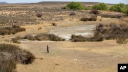 FILE - A shepherd stands in a dry riverbed at Colesberg, Northern Cape, South Africa, Sept. 24, 2021.