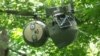 Slothbot หุ่นยนต์สโลว์ไลฟ์ช่วยให้มนุษย์เข้าใจธรรมชาติมากขึ้น