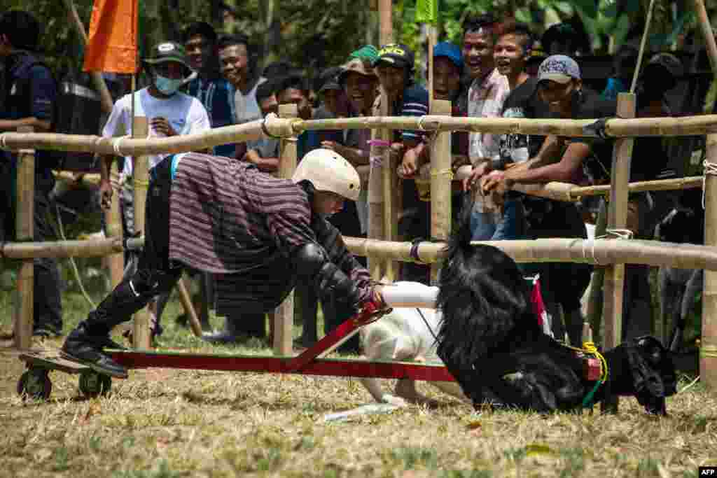Villagers watch competitors take part in a goat race in Carangwulung village in Jombang, east Jawa, Indonesia, Aug. 27, 2017.